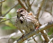 0J6A8131Island_Song_Sparrow