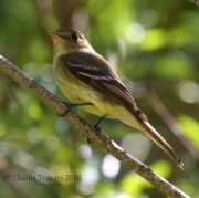 0J6A8172Pacific-Slope_Flycatcher