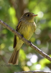 0J6A8177Pacific_Slope_Flycatcher