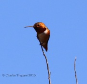 0J6A8189Allen's_Hummingbird