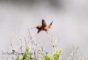 0J6A8190Allen's_Hummingbird