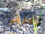 0J6A8215Island_Gray_Fox
