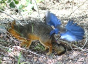 0J6A8224Island_Scrub-Jay_Gray_fox