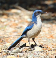 0J6A8265Island_Scrub-Jay
