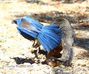 0J6A8268Island_Scrub-Jay_Gray_Fox