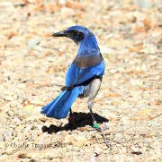 0J6A8273Island_Scrub-Jay