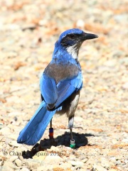 0J6A8280Island_Scrub-Jay