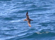 0J6A8316Sooty_Shearwater