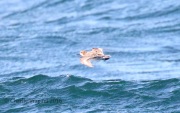 0J6A8330Red-necked_Phalarope