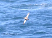 0J6A8381Pink-footed_Shearwater
