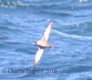 0J6A8382Pink-footed_Shearwater
