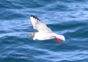 0J6A8397Bonaparte's_Gull