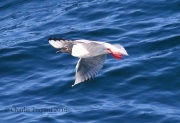 0J6A8399Bonaparte's_Gull