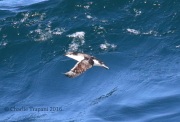 0J6A8400Scripp's_Murrelet