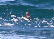 0J6A8403Scripp's_Murrelet