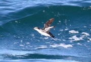 0J6A8404Scripp's_Murrelet