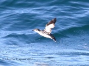 0J6A8405Scripp's_Murrelet