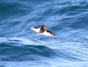 0J6A8406Scripp's_Murrelet
