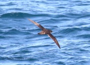 0J6A8425Sooty_Shearwater