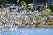 0J6A8478Elegant_Terns_One_Bonaparte