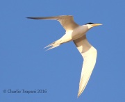 0J6A8500Elegant_Tern