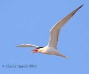 0J6A8512Elegant_Tern