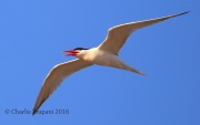 0J6A8513Elegant_Tern