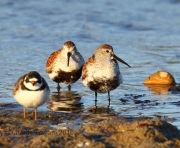 0J6A8517Dunlin