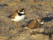 0J6A8525Semipalmated_Plover