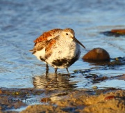 0J6A8528Dunlin