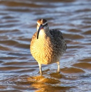 0J6A8532Whimbrel