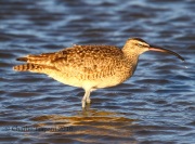 0J6A8537Whimbrel