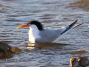 0J6A8595Elegant_Tern