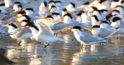 0J6A8601Elegant_Terns