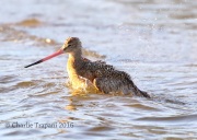 0J6A8609Marbled_Godwit