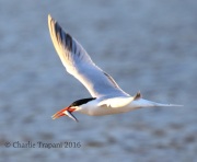 0J6A8623Elegant_Tern