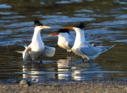 0J6A8634Elegant_Terns