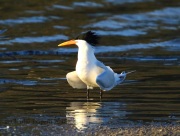 0J6A8642Elegant_Tern