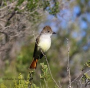 0J6A8670Ash-Throated_Flycatcher