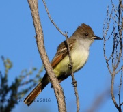 0J6A8673Ash-Throated_Flycatcher