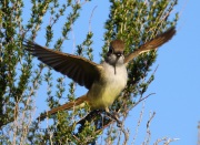 0J6A8675Ash-Throated_Flycatcher