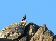 0J6A8677Mountain_Quail