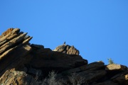 0J6A8679Mountain_Quail