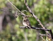 0J6A8690Western_Wood-Pewee