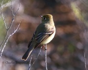0J6A8709Pacific-slope_Flycatcher