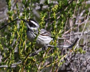 0J6A8712Black-throated_Gray_Warbler