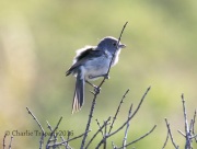 0J6A8780Gray_Vireo