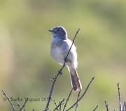 0J6A8786Gray_Vireo