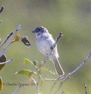 0J6A8802Gray_Vireo
