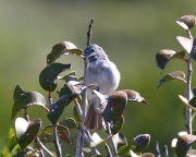 0J6A8819Gray_Vireo